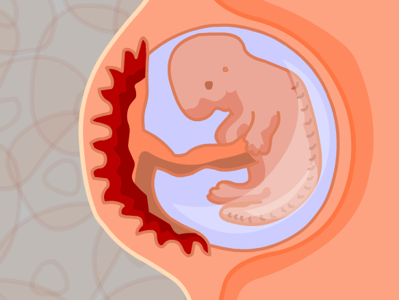 Image for Grossesse et développement foetal
