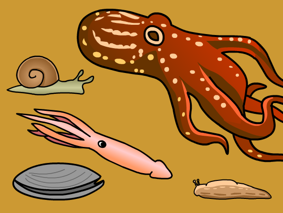 Image for Mollusques