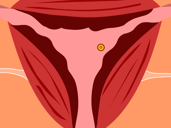 Image for Cycle menstruel
