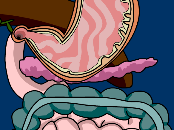 Digestive System - BrainPOP