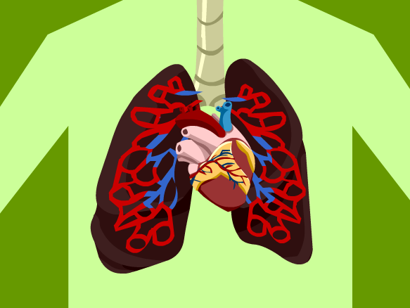 Image for Sistema Circulatorio