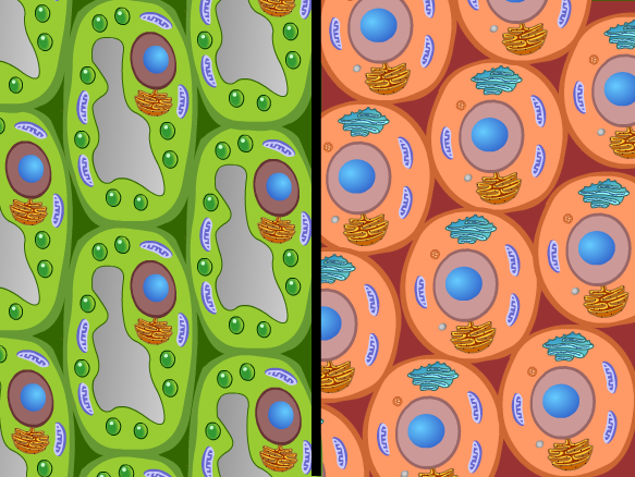 Image for Cell Specialization