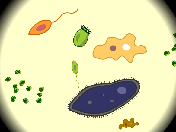 Image for Protozoa